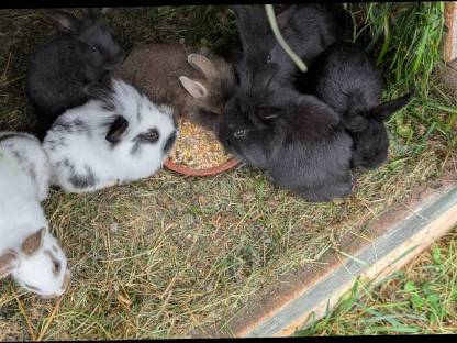 Bild 6:Löwenkopf Zwergkaninchen in allen Farben