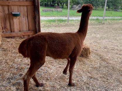 Bild 5:Alpaka Junghengst