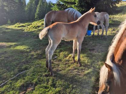 Bild 2:Verkaufe Haflinger Hengstfohlen