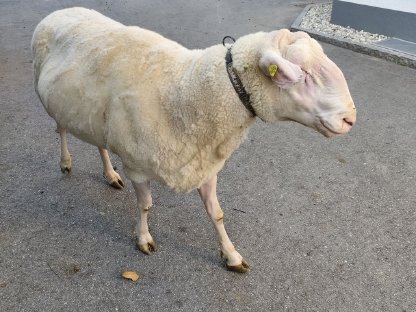 Ostfriesischer Milchschaf Zuchtbock