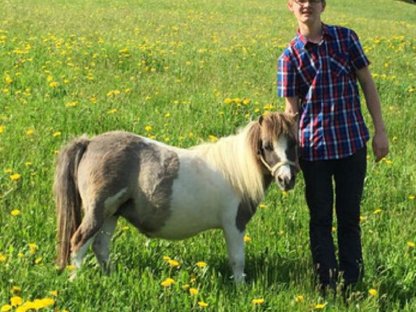Bild 5:Liebe Minishetlandponystute mit Fohlen zu vergeben
