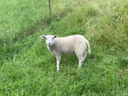 Verkauf Bio-Texel Lämmer