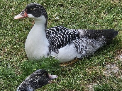 Warzenenten, Moschusenten, Erpel, Enten