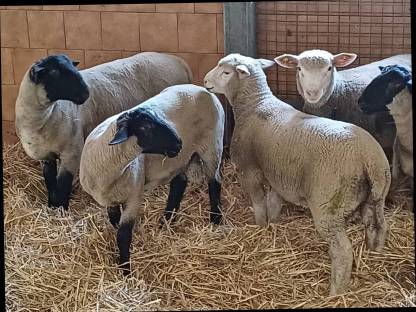 Bild 9:Ile de France / Suffolk Bocklämmer