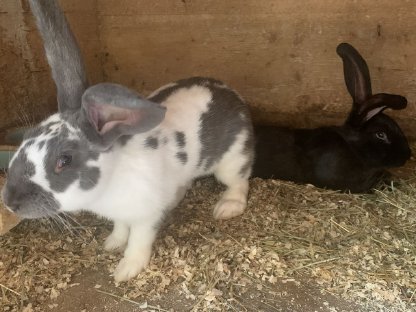 Bild 3:Deutsche Riesenhasen