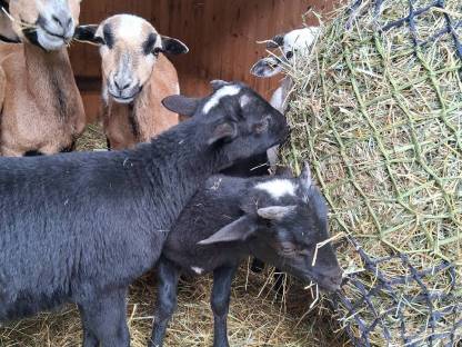 Bild 5:Kamerunböcke