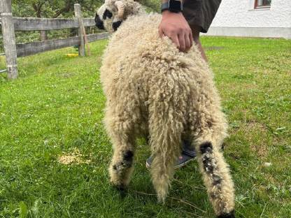 Bild 3:Walliser-Kamerun-Mischling