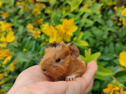 Bild 6:Meerschweinchen zu verkaufen