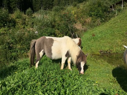 Bild 4:Liebe Minishetlandponystute mit Fohlen zu vergeben