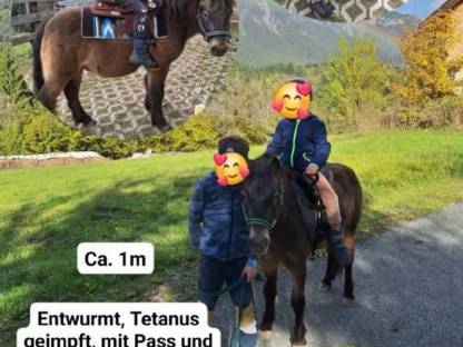 8 j. Ponywallach / Tiger