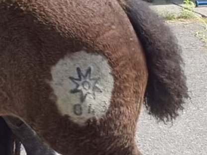 Bild 3:Mohrenkopfhengstfohlen