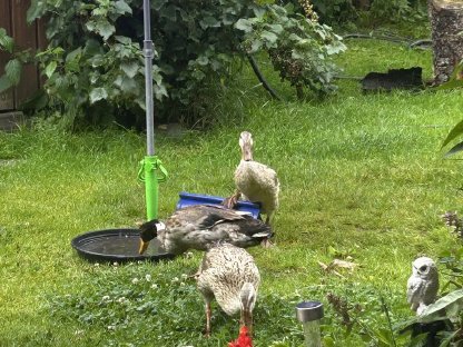 Enten