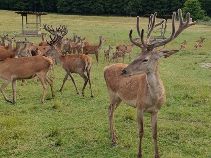 Bild 2:Rotwild zu verkaufen
