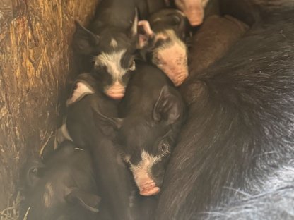 Bild 3:Bio Ferkel Berkshire x Piètrain