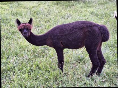 Bild 4:Alpaka Jungstuten