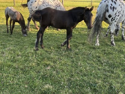 Bild 2:Noriker Fohlen