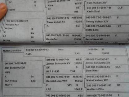 Bild 4:Noriker Stute Dunkelfuchs trächtig