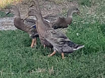 Bild 4:Enten Laufenten