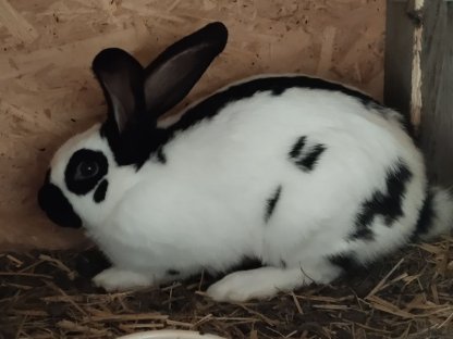 Bild 3:Kaninchen