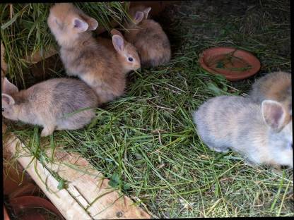 Bild 8:Löwenkopf Zwergkaninchen in allen Farben