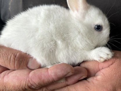 Bild 5:Zwergkaninchen, Hermelinkaninchen