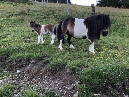 Minishetlandponystute mit Fohlen sucht Traumzuhause