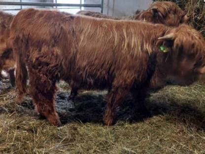 Bild 5:Hochlandrind Stier (Zuchtstier) BIO