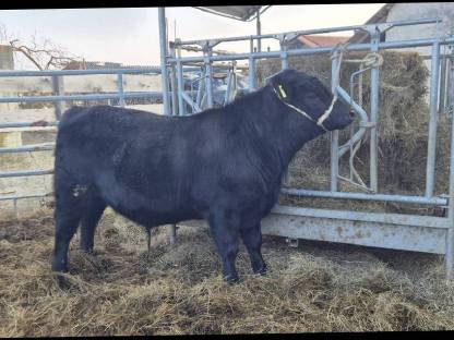 Bild 6:Aberdeen Angus Zuchttiere
