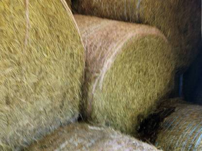 Bild 3:Heu 2. Schnitt 2024