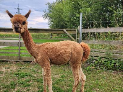 Bild 3:Alpaka-Junghengste