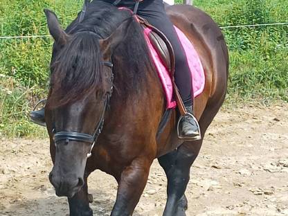 Bild 3:Noriker Stute