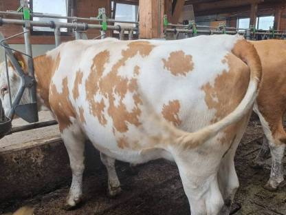 Bild 3:Bio-FL-Kalbinnen