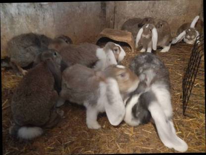 Bild 7:Meerschweinchen, Zwergkaninchen und Deutsche Widder