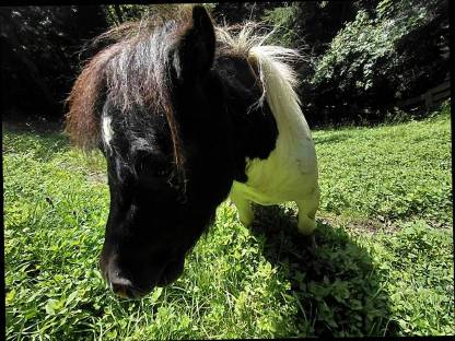 Bild 7:Mini Shetty Hengst