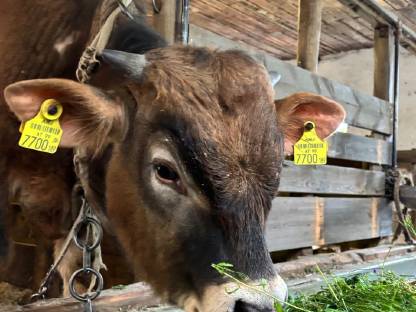 Murbodner Stier