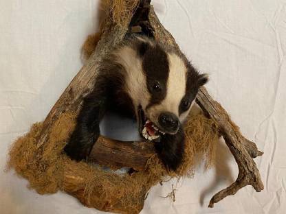 Bild 8:Jagdtrophäen