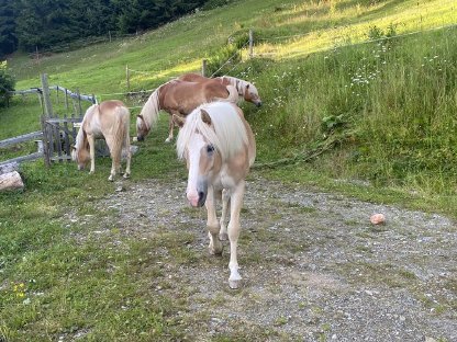 Bild 5:Haflinger Jährlingsstute Vanelia