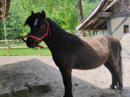 American Miniature Horse Wallach