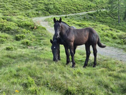 Bild 3:Noriker Hengstfohlen