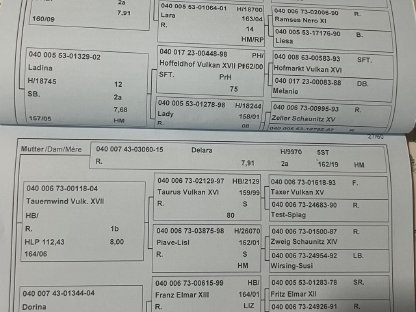 Bild 4:3-jährige Rappstute zum Verlieben