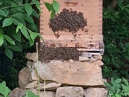 Bienenvolk