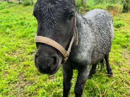 Minipony Jährlings Hengst