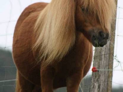 Minishetty Zuchtstute