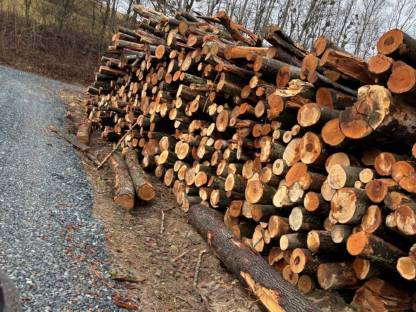 Bild 2:Holzschlägerungen