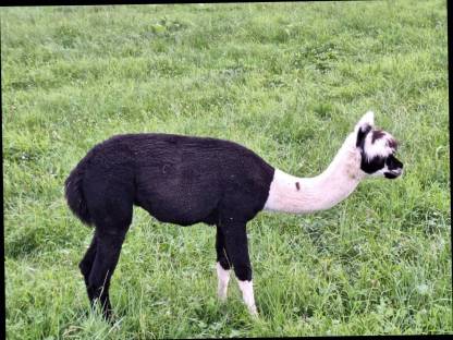 Bild 7:Alpaka Jungstuten