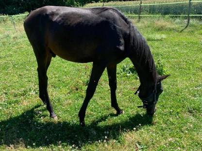 Warmblut Wallach