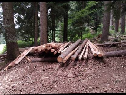 Bild 2:Lärchenpflöcke, Stempel, Pfähle, Stangen
