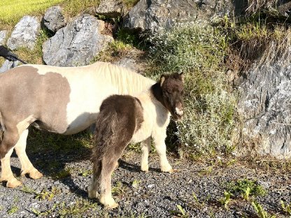 Bild 8:Liebe Minishetlandponystute mit Fohlen zu vergeben