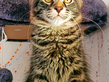 Bild 5:Maine Coon Babys