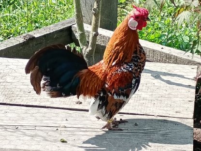 Bild 2:Bantam gold porzellanfarbig